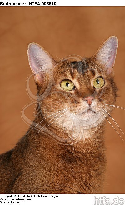 Abessinier / abyssinian cat / HTFA-003510