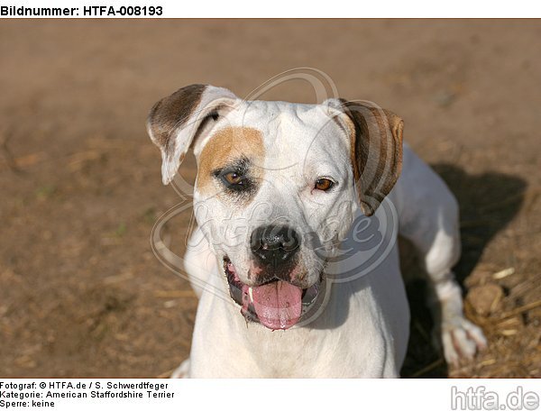 hechelnder American Staffordshire Terrier / panting american staffordshire terrier / HTFA-008193