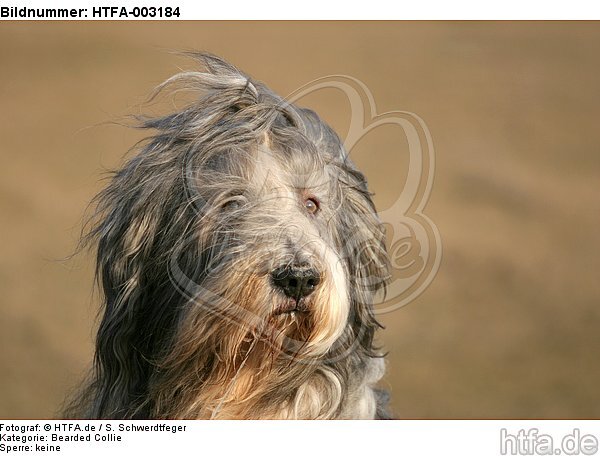 Bearded Collie / HTFA-003184