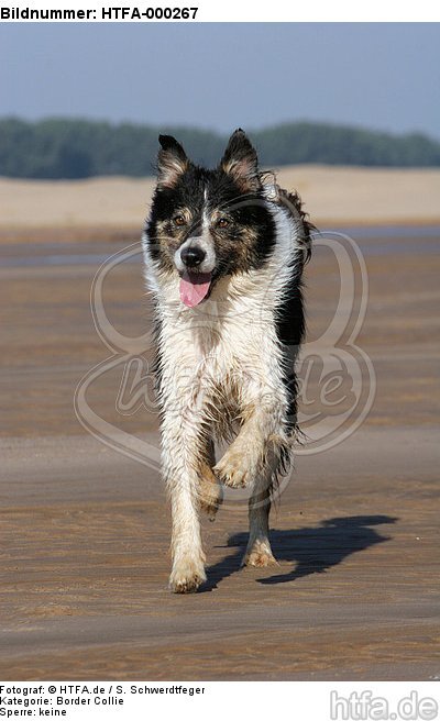 rennender Border Collie / running Border Collie / HTFA-000267