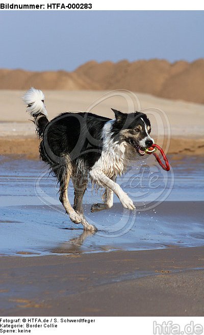 spielender Border Collie am Strand / playing Border Collie at beach / HTFA-000283