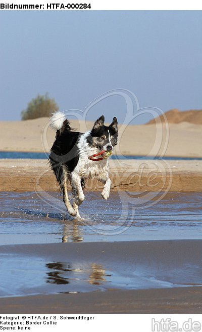 spielender Border Collie am Strand / playing Border Collie at beach / HTFA-000284