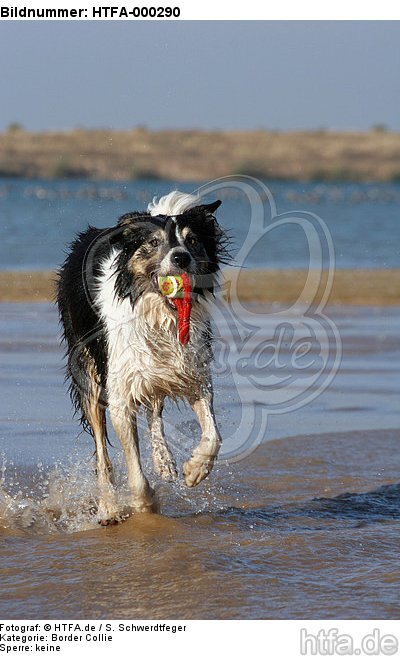 spielender Border Collie am Strand / playing Border Collie at beach / HTFA-000290