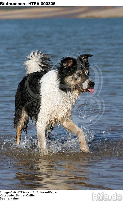 badender Border Collie / bathing Border Collie / HTFA-000305