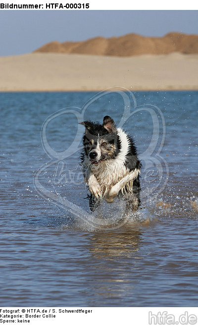 Border Collie rennt durchs Wasser / running Border Collie / HTFA-000315