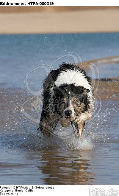 Border Collie rennt durchs Wasser / running Border Collie / HTFA-000319