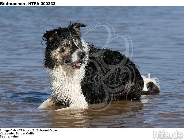 Border Collie liegt im Wasser / Border Collie lying in water / HTFA-000333