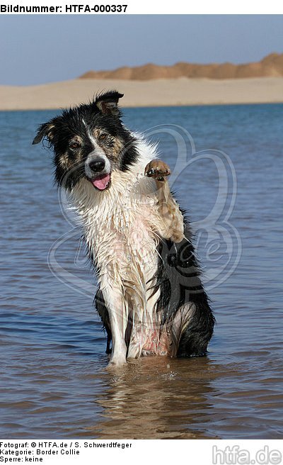 winkender Border Collie / waving Border Collie / HTFA-000337