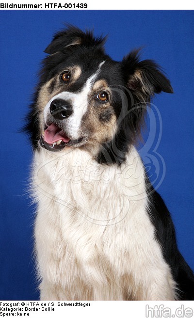 Border Collie / HTFA-001439