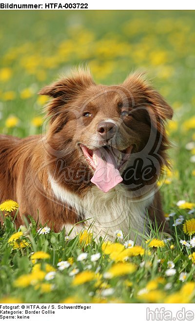 Border Collie / HTFA-003722