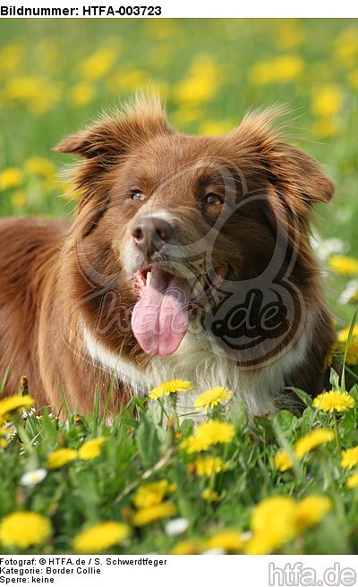 Border Collie / HTFA-003723