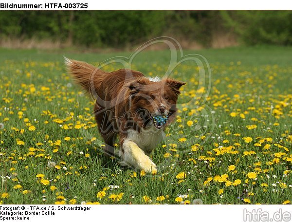 Border Collie / HTFA-003725