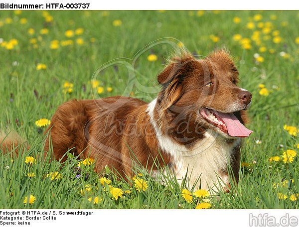 Border Collie / HTFA-003737