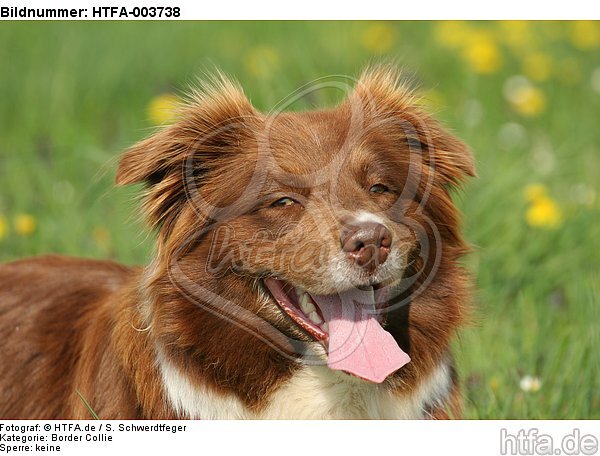 Border Collie / HTFA-003738