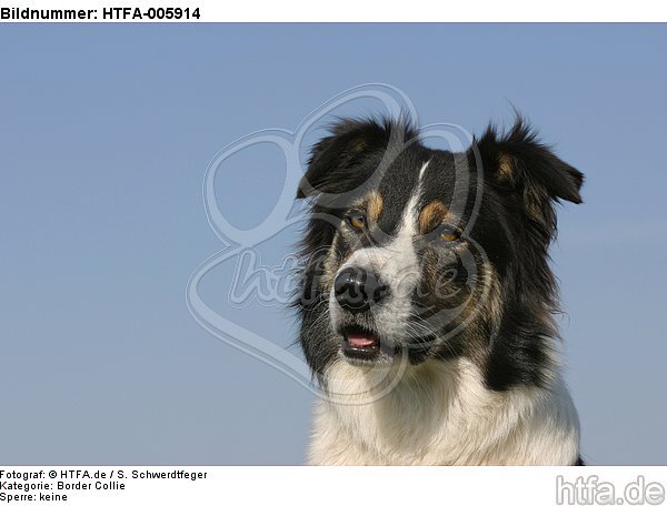 Border Collie / HTFA-005914