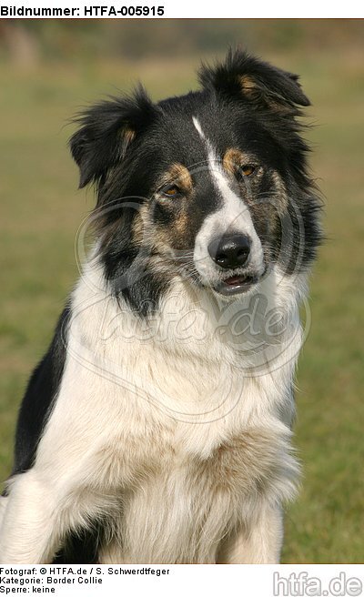 Border Collie / HTFA-005915