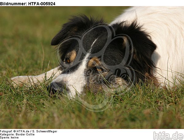 Border Collie / HTFA-005924