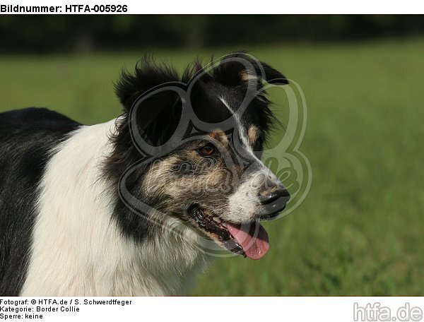 Border Collie / HTFA-005926