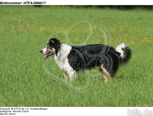 Border Collie / HTFA-006017