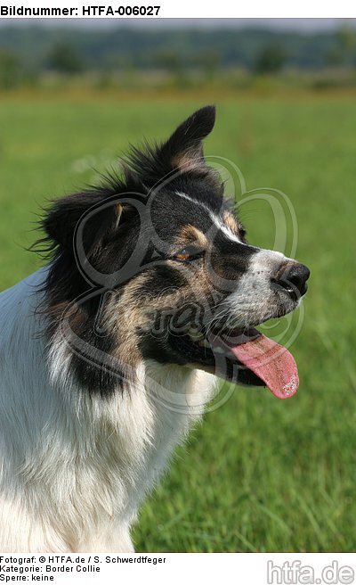 Border Collie / HTFA-006027