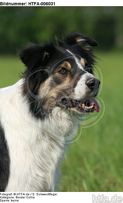 Border Collie / HTFA-006031