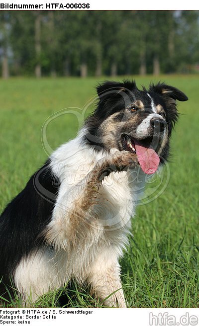 Border Collie / HTFA-006036