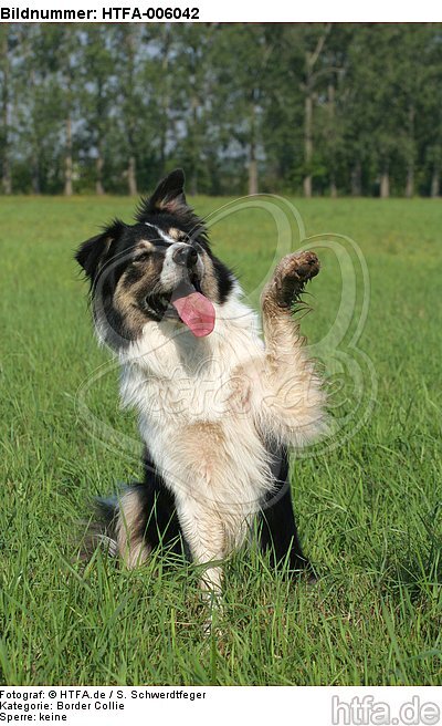 Border Collie / HTFA-006042