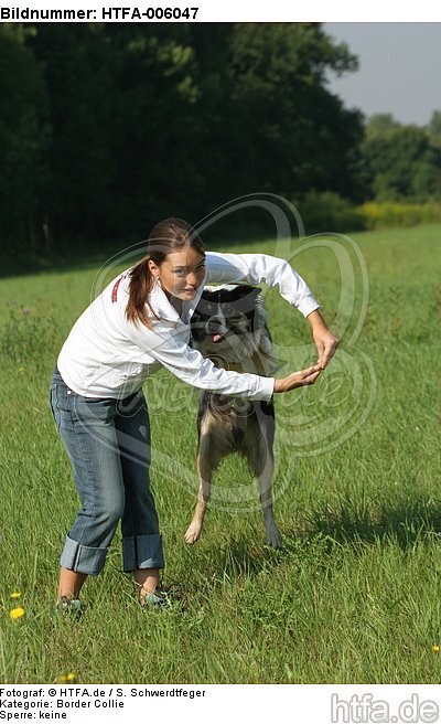 Border Collie / HTFA-006047