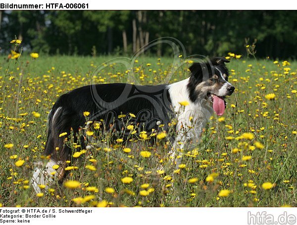 Border Collie / HTFA-006061