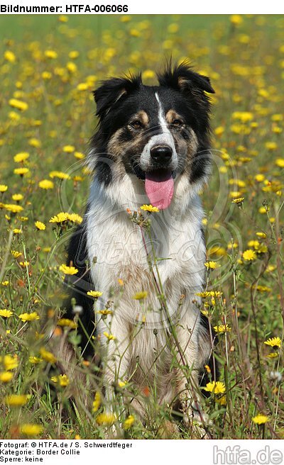 Border Collie / HTFA-006066