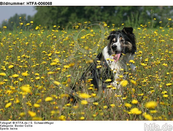 Border Collie / HTFA-006068