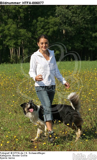 Border Collie / HTFA-006077