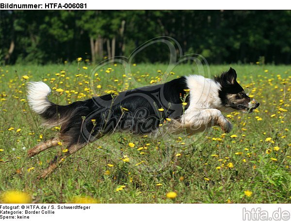 Border Collie / HTFA-006081