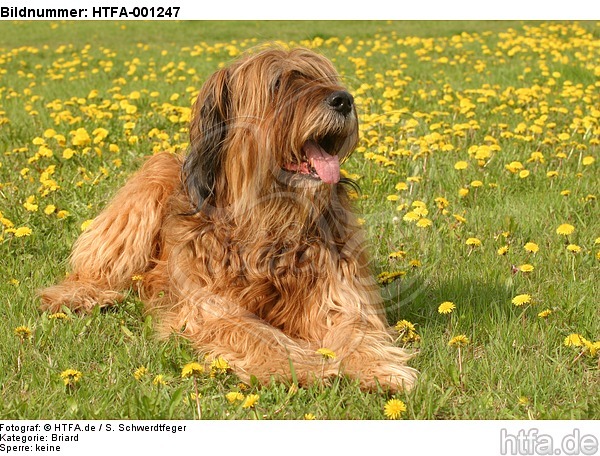 Briard / berger de brie / HTFA-001247