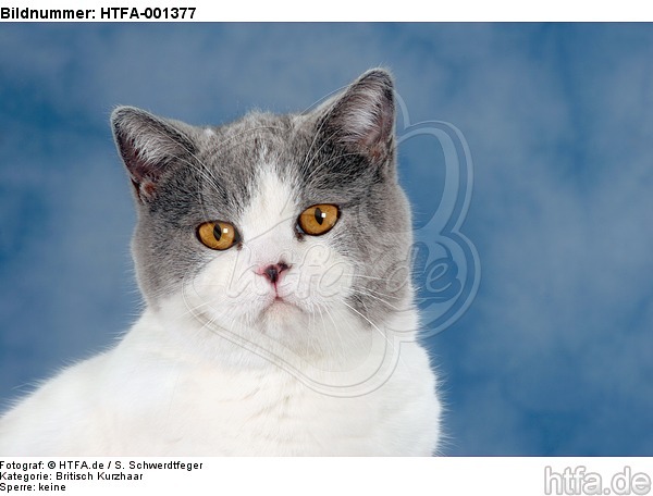 Britisch Kurzhaar / british shorthair / HTFA-001377