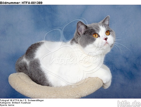 Britisch Kurzhaar / british shorthair / HTFA-001389