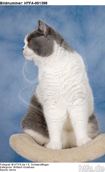 Britisch Kurzhaar / british shorthair / HTFA-001395