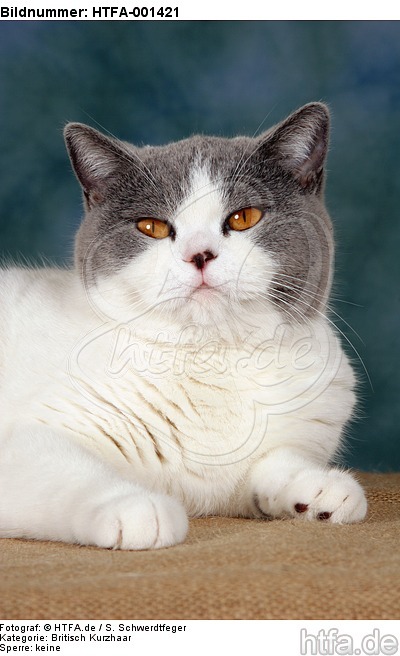 Britisch Kurzhaar / british shorthair / HTFA-001421