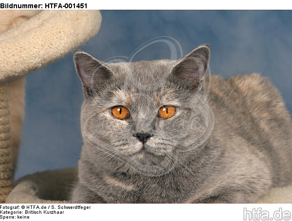 Britisch Kurzhaar / british shorthair / HTFA-001451