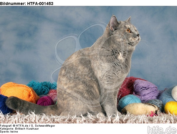 Britisch Kurzhaar / british shorthair / HTFA-001453