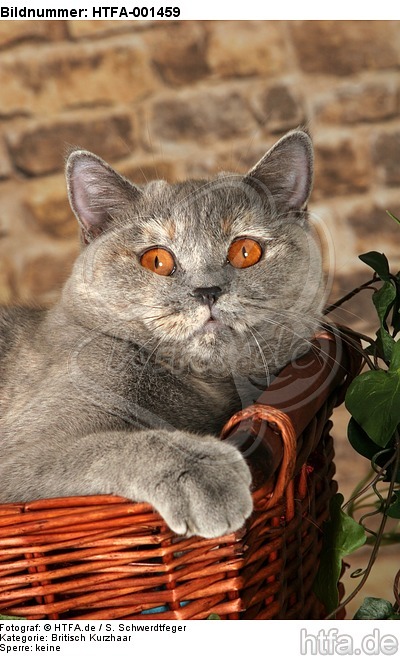 Britisch Kurzhaar / british shorthair / HTFA-001459