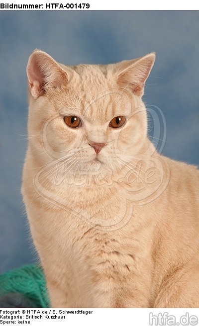 Britisch Kurzhaar / british shorthair / HTFA-001479