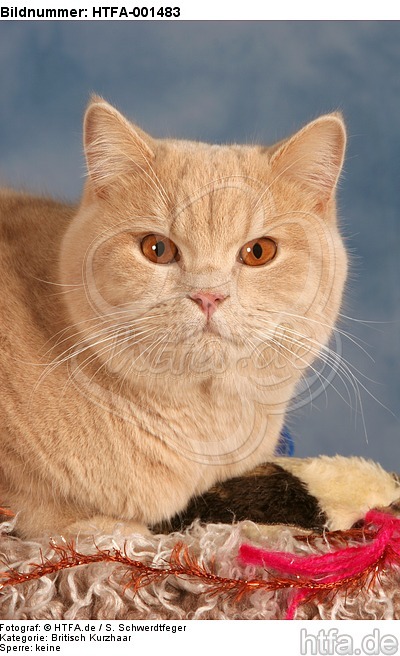 Britisch Kurzhaar / british shorthair / HTFA-001483