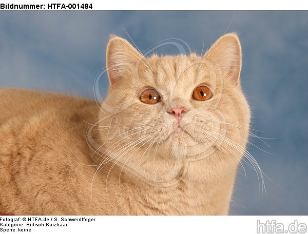 Britisch Kurzhaar / british shorthair / HTFA-001484