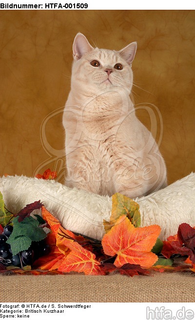 Britisch Kurzhaar / british shorthair / HTFA-001509