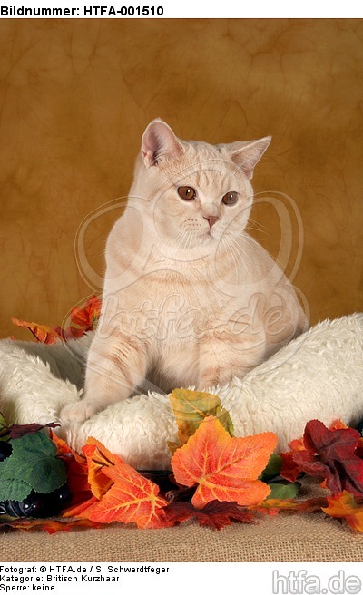 Britisch Kurzhaar / british shorthair / HTFA-001510