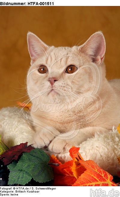 Britisch Kurzhaar / british shorthair / HTFA-001511