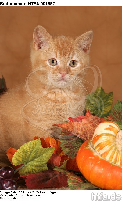 Britisch Kurzhaar Kätzchen / british shorthair kitten / HTFA-001597