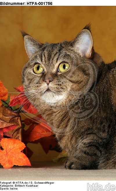 Britisch Kurzhaar / british shorthair / HTFA-001756