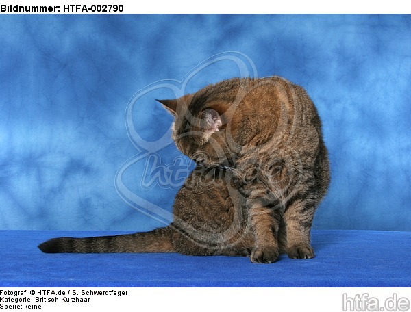 Britisch Kurzhaar / british shorthair / HTFA-002790